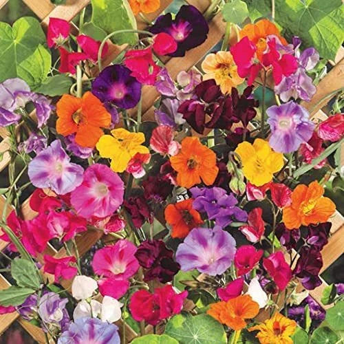 Climbing Vine Seeds Mix - 200 Seeds - Morning Glory, Nasturtium, Black Eyed Susan, Sweet Pea - Garden Variety
