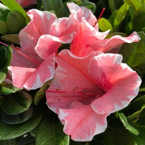 Encore Autumn Sunburst Azalea Starter Plant - Deciduous, Well-Rooted, Vibrant Color - Rhododendron x 'Autumn Sunburst'