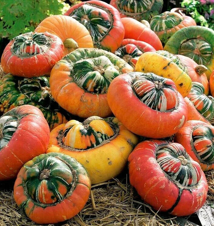 Turk's Turban Pumpkin Seeds | Winter Squash Gourd Seeds | Cucurbita maxima | 2025 Planting
