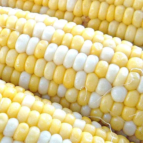 Peaches & Cream Corn Seeds | F1 Hybrid Bicolor Sweet | Non-GMO | Free Shipping | Zea mays