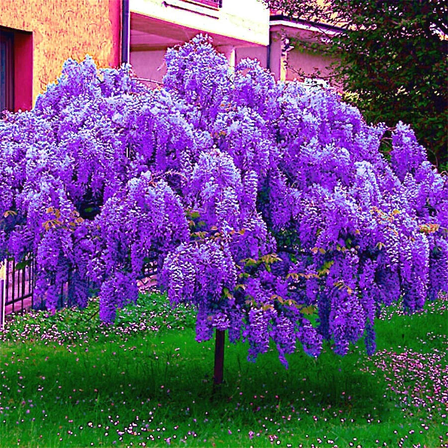 Chinese Blue Wisteria Tree Seeds - 5 Pack - Fast Climbing Flower Vine - Wisteria sinensis