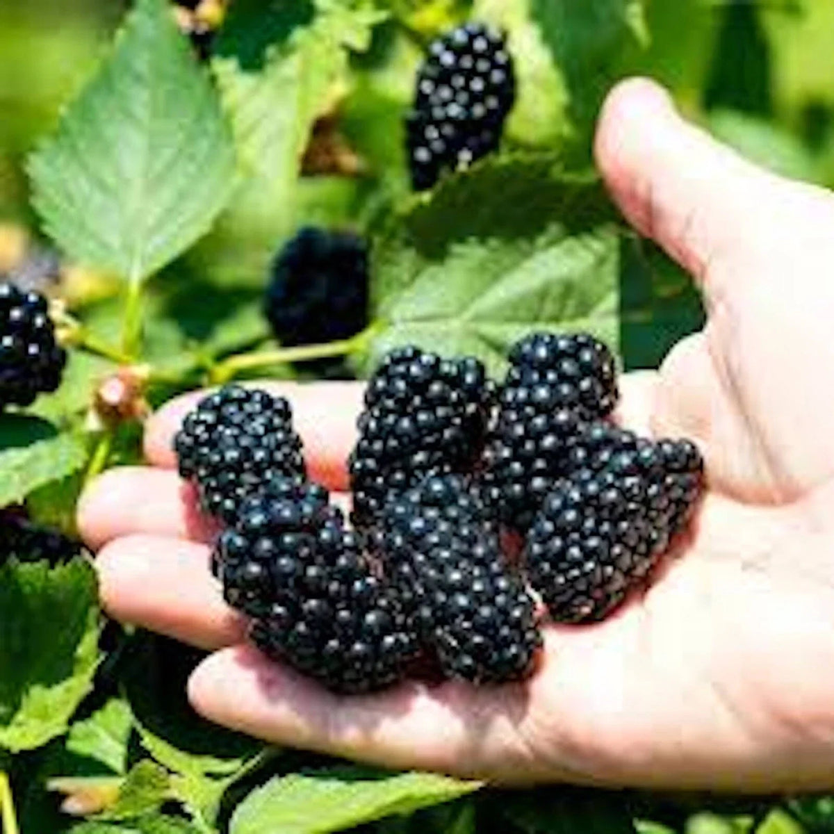 Prime-Ark Freedom Blackberry Plant - 5 Bare Root Floricane Blackberry Edible Fruit - Rubus spp. - Easy Care, High Antioxidants