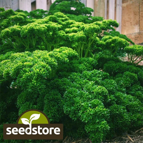 Triple Curled Parsley Seeds | Heirloom Non-GMO Herb Seeds | Petroselinum crispum | Free Shipping