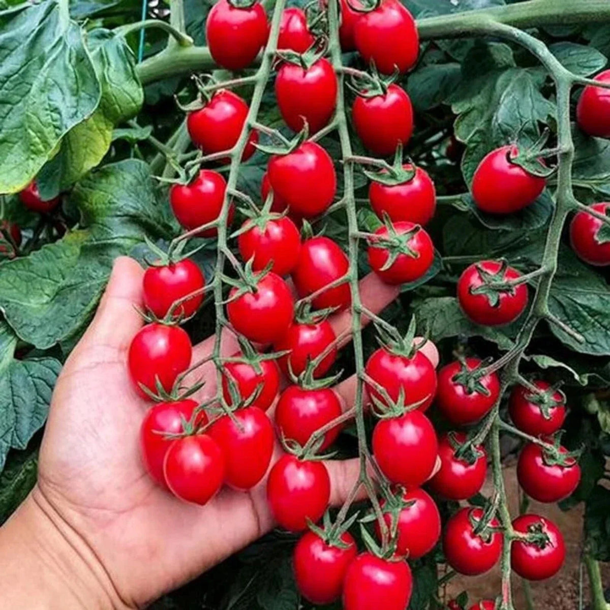 Waterfall Tomato Seeds - 200pcs Heirloom, Non-GMO, High-Yield Variety, Solanum lycopersicum