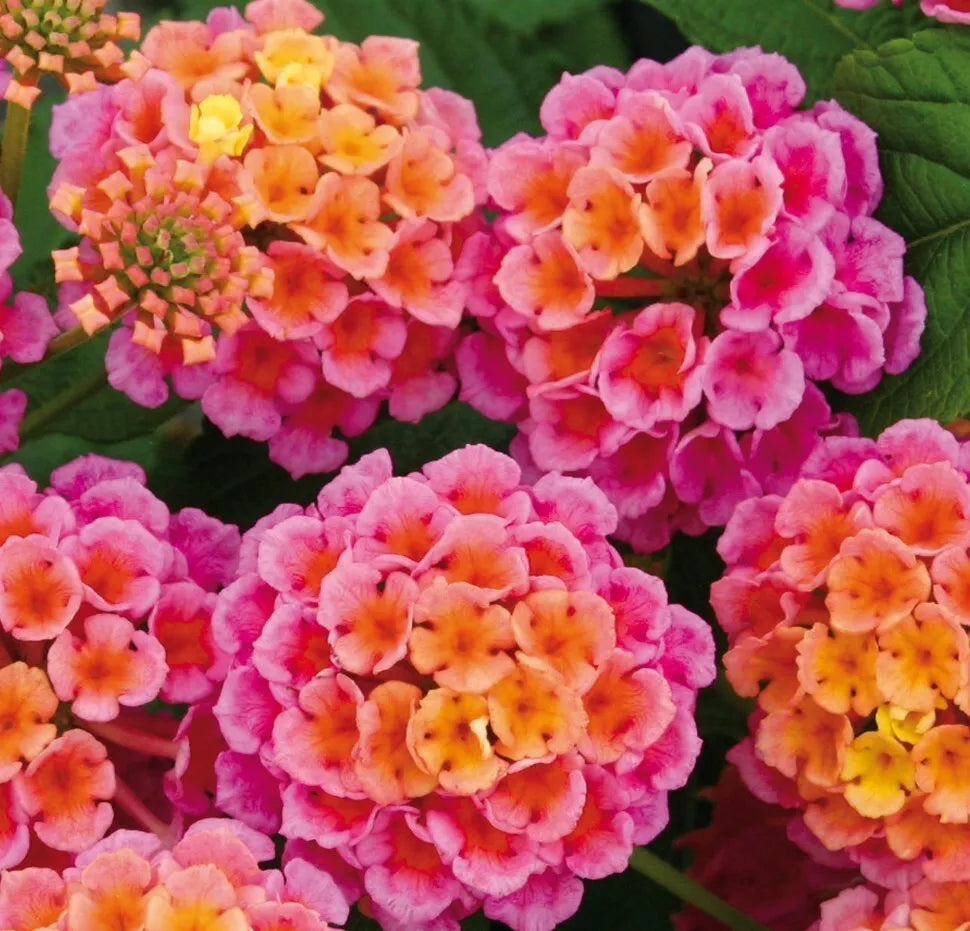 Lantana Rose Live Plants - No Pot - Vibrant Pink/Red/Orange Blooms - Lantana camara - Butterfly & Bee Attracting