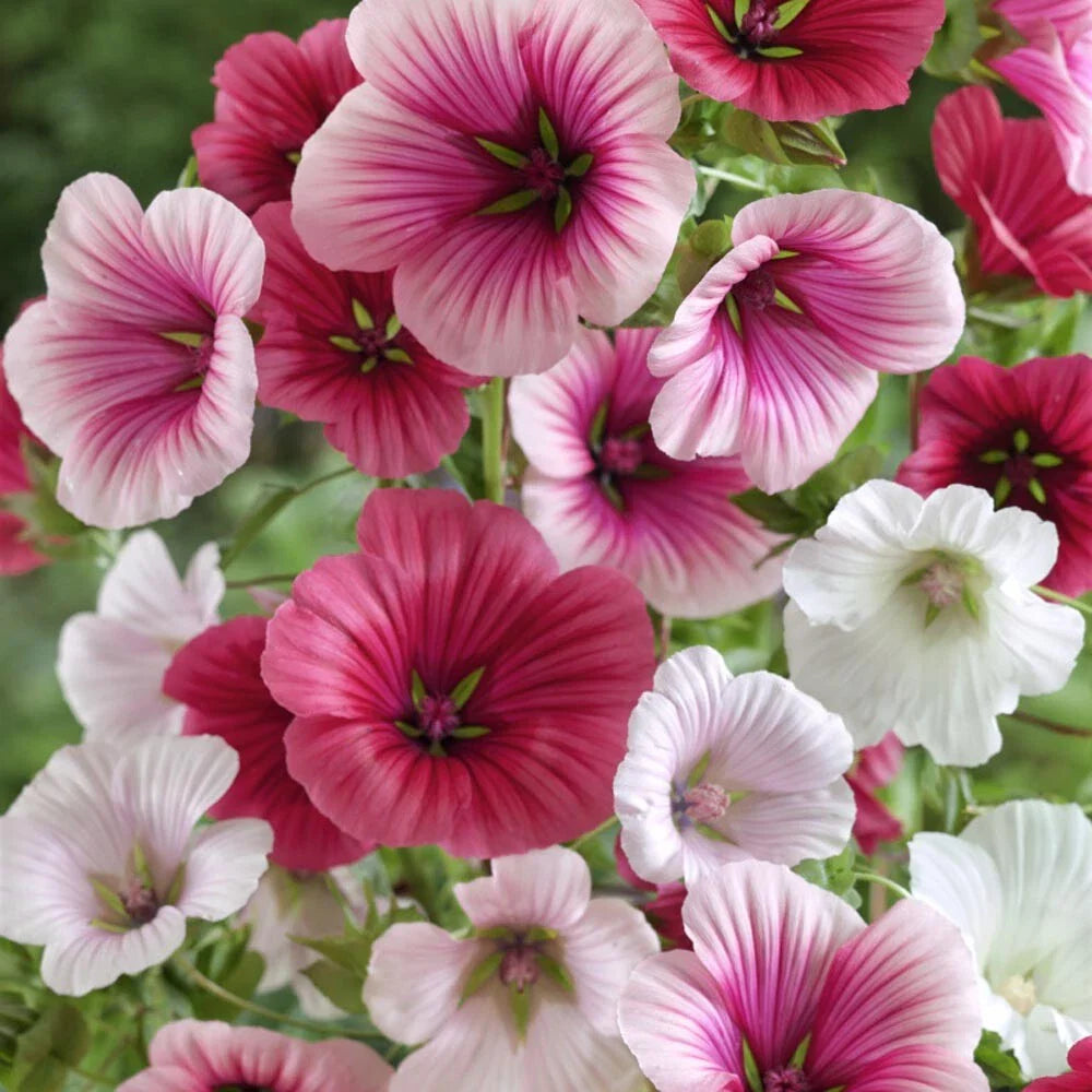 Malope Trifida Seeds, Dwarf Rose Mallow, Flower Seeds for Borders & Beds, Free Shipping