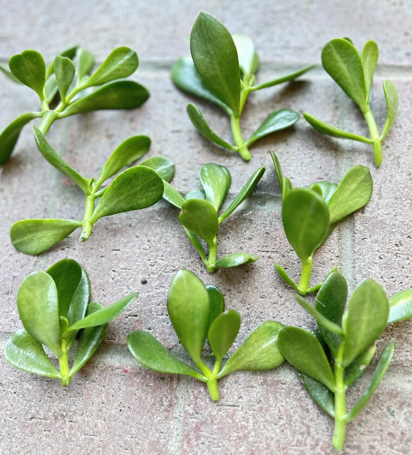 Jade Plant Cuttings - 5 Money Succulent Cuttings 3" to 5" - Lucky Plant - Crassula ovata