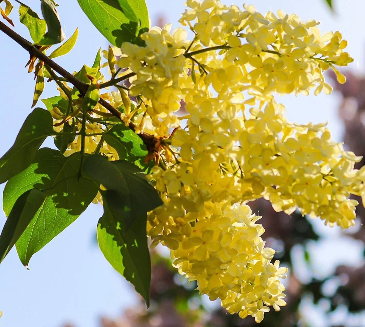 Yellow Lilac Seeds for Planting | 50+ Seeds | Highly Prized for Bonsai | Syringa vulgaris