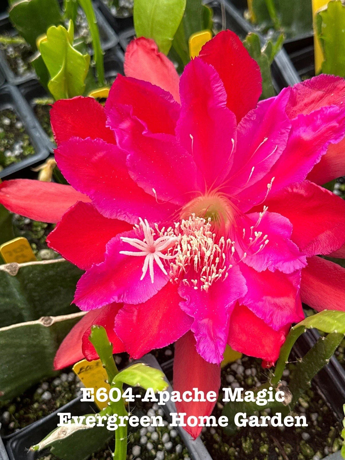 Epiphyllum Orchid Cactus “Apache Magic” in 4” Starter Pot | Rooted Houseplant | Unique Succulent for Indoor Gardening
