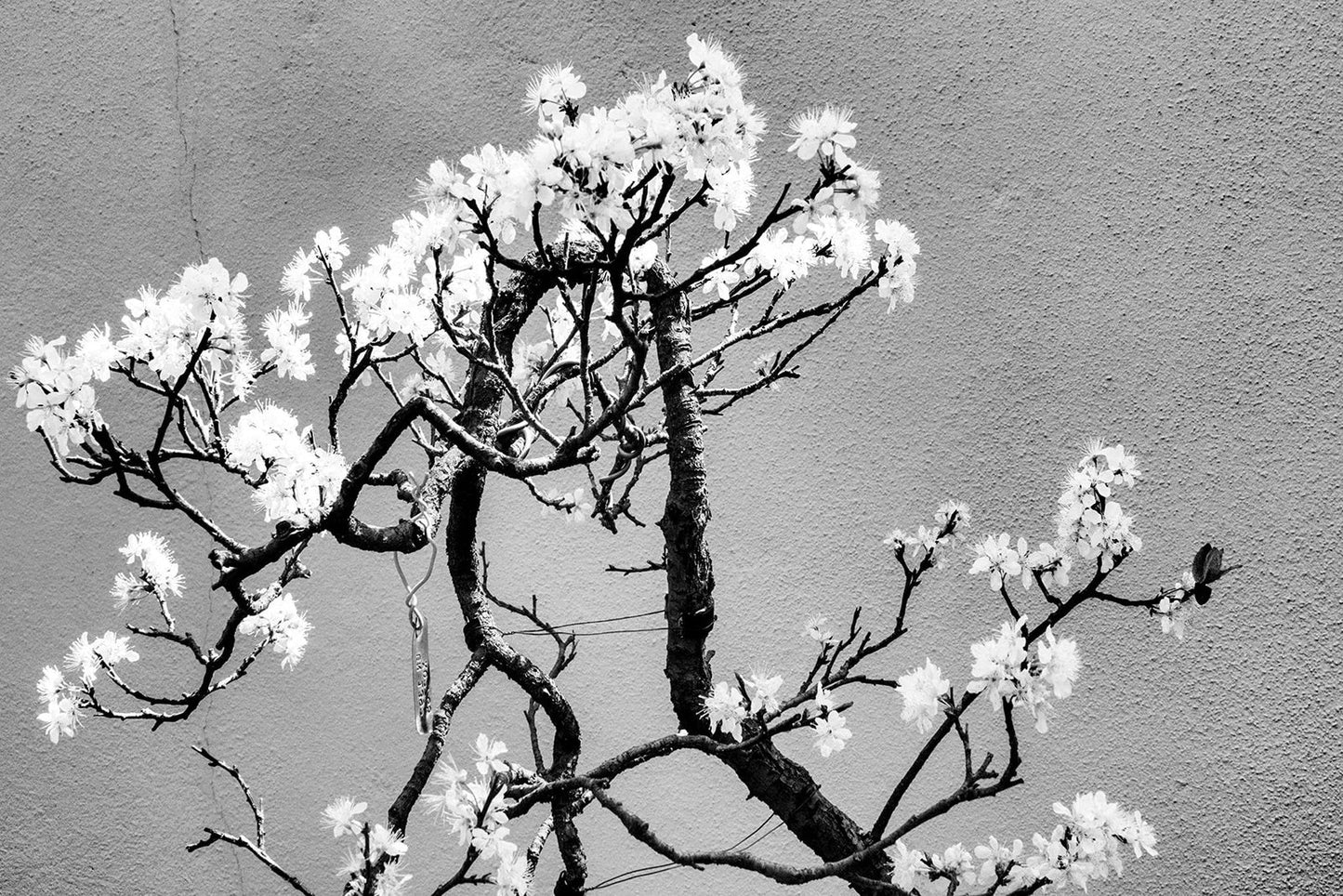 Cherry Tree Bonsai Seeds - 20 Count - Ornamental Cherry (Prunus serrulata) - Ideal for Gardening and Bonsai Cultivation