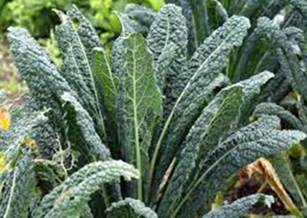 Kale Seeds 500 Count, Premier Non-GMO Variety, Perfect for Salads and Cooking, Brassica oleracea