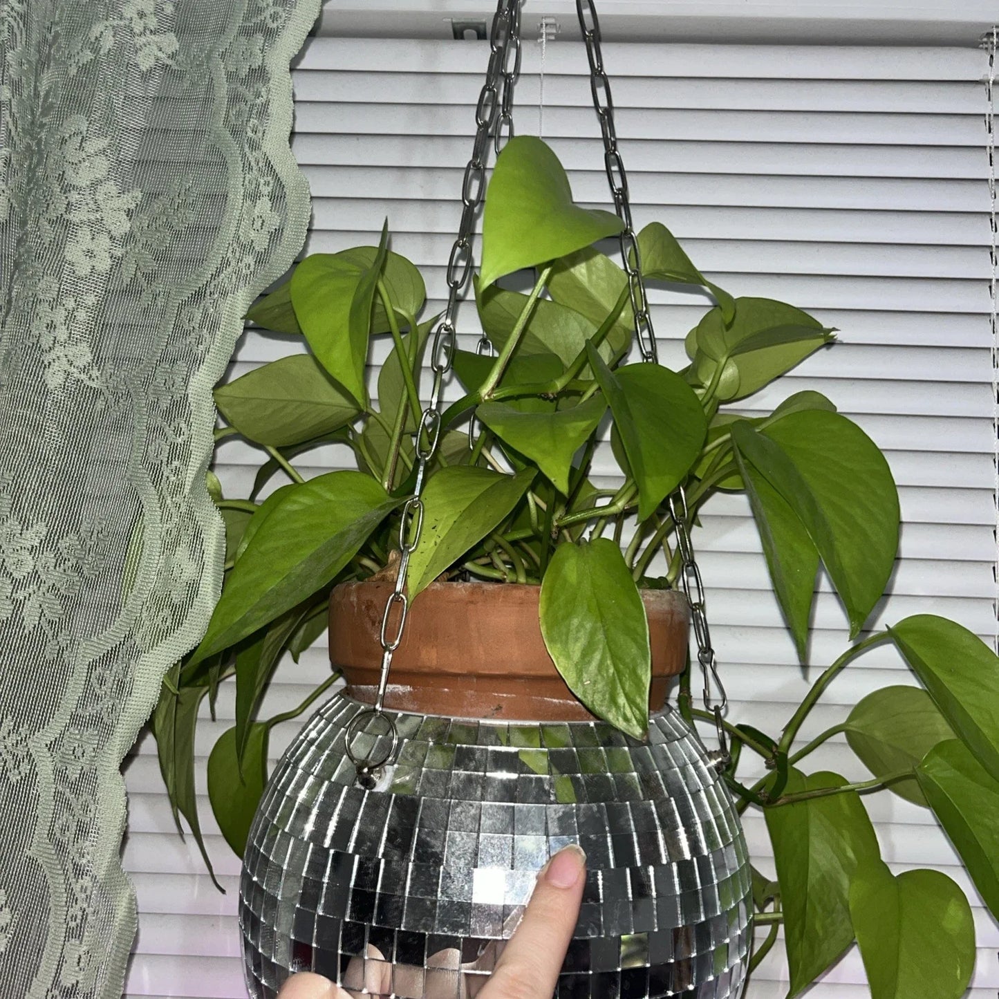 Neon Pothos Cuttings - 3 Cuttings - Epipremnum aureum - Bright Green Indoor Plant Propagation