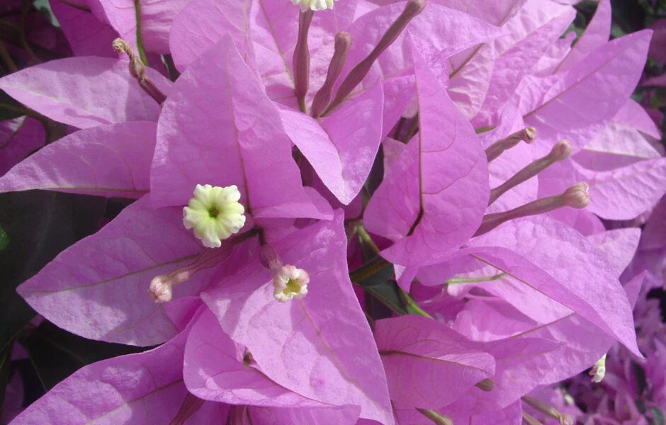 Bougainvillea Starter Plant - Silhouette Variety - Bare Root - Well Rooted