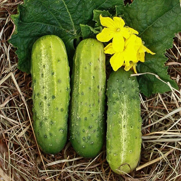 Wisconsin SMR58 Pickling Cucumber Seeds - 50+ Count - Gherkin Variety - Cucumis sativus