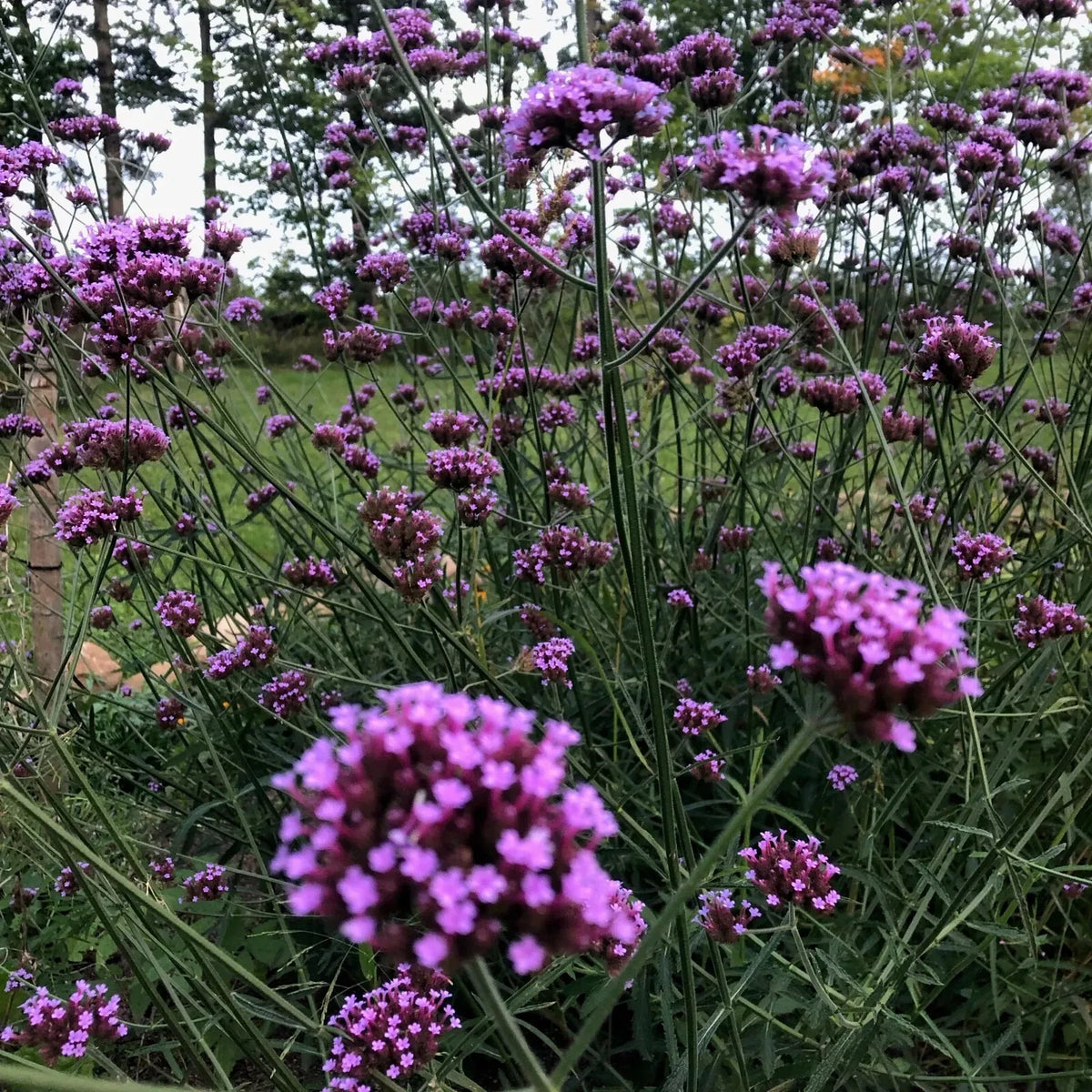 Verbena Bonariensis Purpletop Vervain Plant - Tender Perennial - One Root - Purple Flowering Garden Perennial