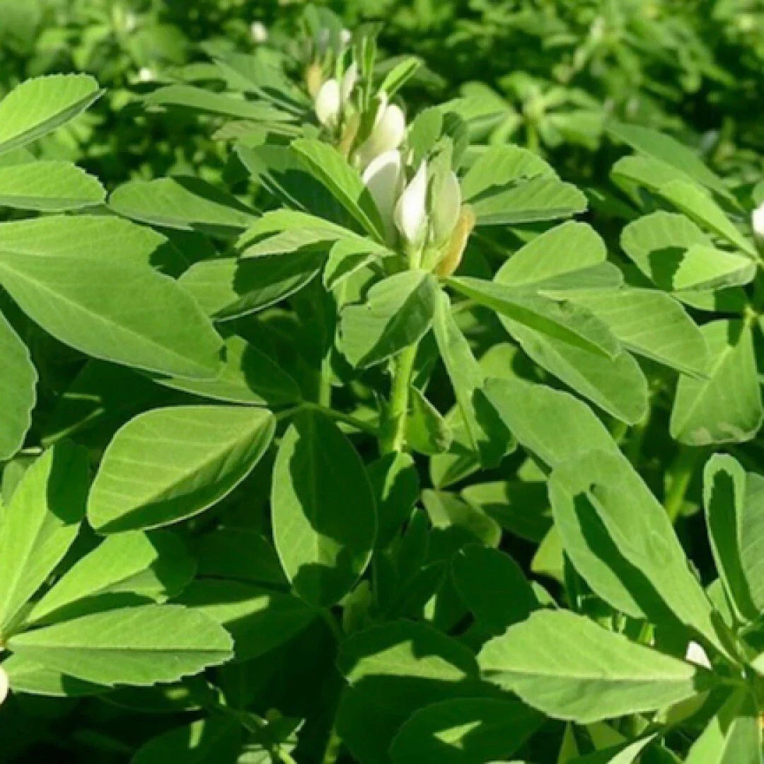 Fenugreek Seeds 100 Seeds NON-GMO Heirloom Fresh Garden Seeds Trigonella foenum-graecum USA