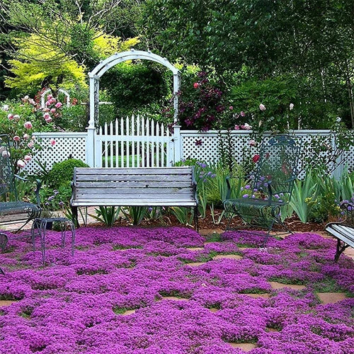 Creeping Thyme Seeds | Heirloom Non-GMO Herb Seeds | Thymus serpyllum | Free Shipping