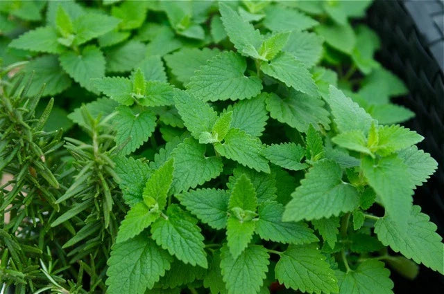 Catnip Seeds - 500+ Fresh Catnip Seeds - Nepeta cataria - Herb Seed for Gardening and Planting