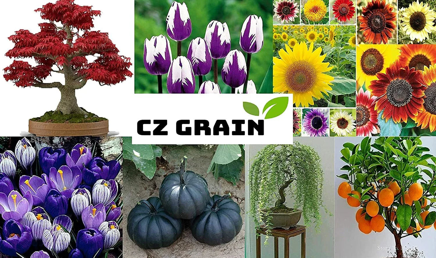 Sunflower Seeds Mix 200+ Seeds, Here Comes The Sun Variety, Non-GMO, Made in USA, Helianthus annuus