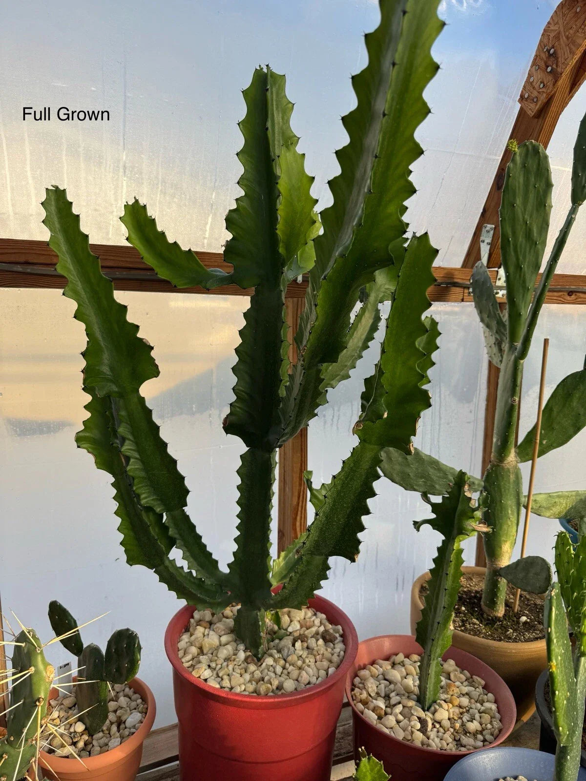 Candelabra Cactus Starts - Fast Growing Euphorbia Lactea Haw - Rooted Plants for Indoor Succulents and Gardens