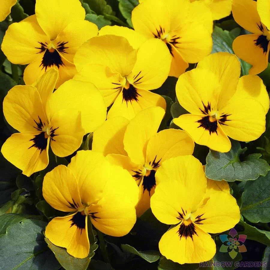 Penny Yellow Pansy Seeds - 200+ Pack for Garden Planting - Viola