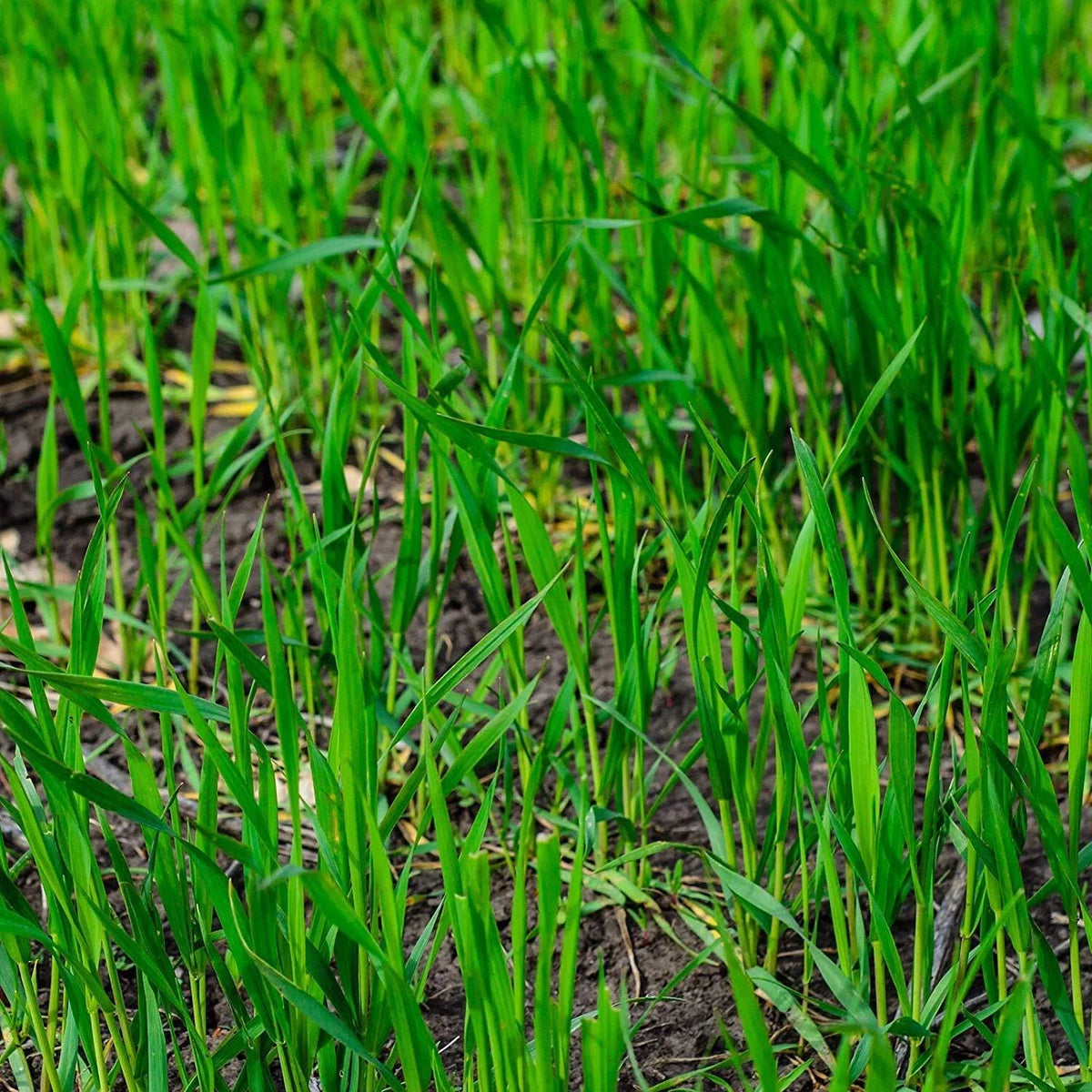 Winter Rye Seed 5lbs - Cover Crop for Food Plot & Wildlife (Secale cereale)