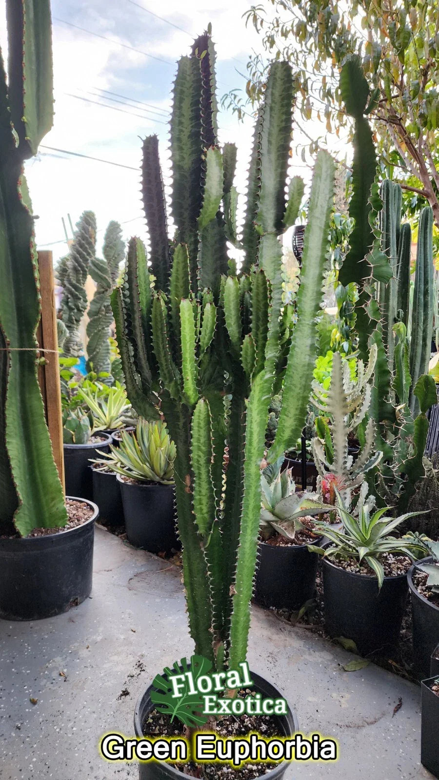 Euphorbia Trigonia Clippings - Lot of 2, 3" Cuttings, Unique Succulent Plant, Indoor Decor