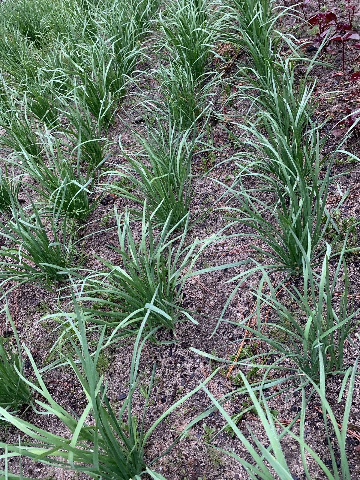 Garlic Chives Leek Plant - 55 Bare Root Stalks - Organic Non-GMO - 老韭菜根 (Allium tuberosum)