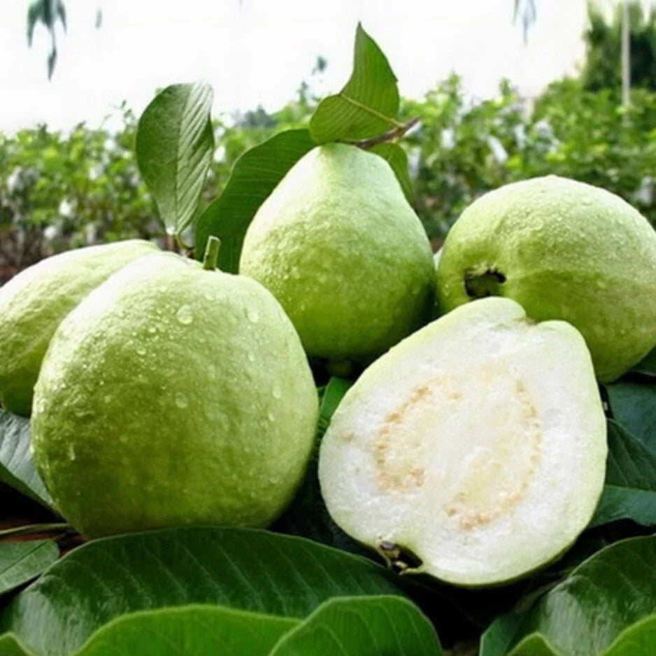 White Guava Live Starter Trees Set - 6-10in Tall - 4in Pot - Psidium - Tropical Fruit Plant