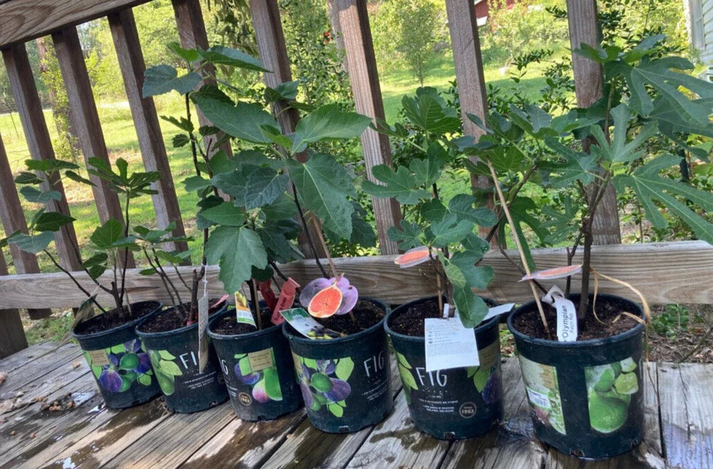 Fruiting Fig Plant in Gallon Pot - Well Rooted, Indoor/Outdoor, Ficus carica