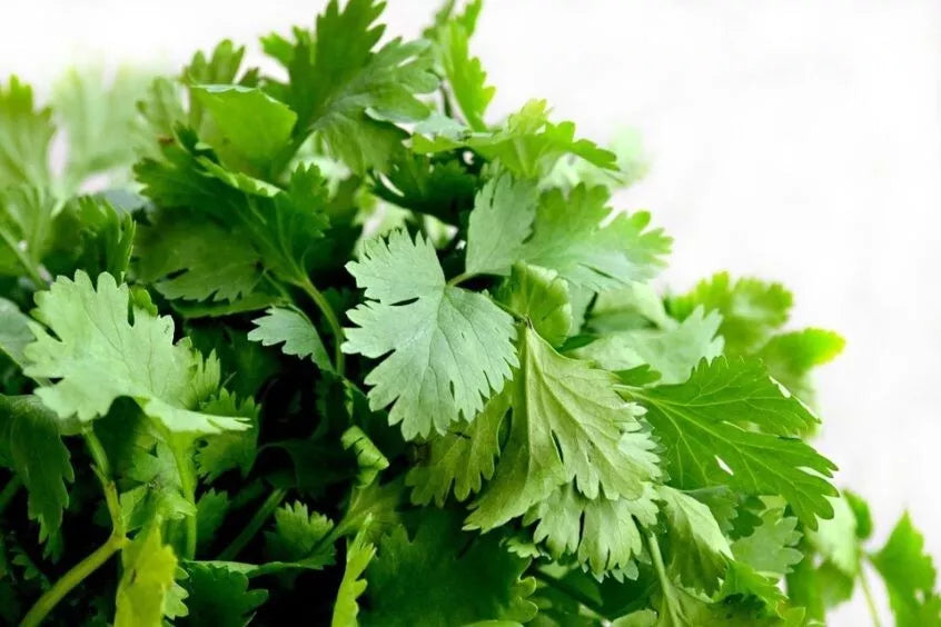 Cilantro Seeds 200+ Heirloom Organic Non-GMO - Coriandrum sativum - Fresh Culinary Herb Gardening Seeds