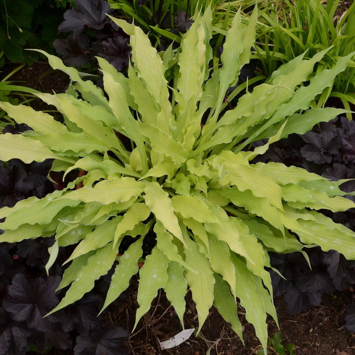 Hosta Plant - Wiggles and Squiggles - 5.25" Pot - Perennial Shade Plant - Ideal for Gardens - Hosta 'Wiggles and Squiggles'