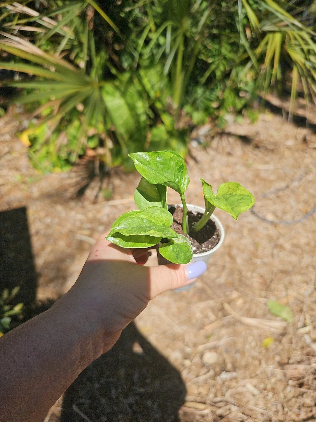 Lemon Meringue Pothos Live Plant, 2.5" Pot, Fully Rooted, Epipremnum aureum, Indoor Houseplant, Easy Care, Decorative Greenery