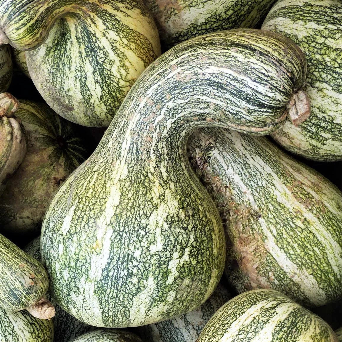 Cushaw Seeds - 20+ Count - Green Striped Variety - Cucurbita mixta - Ideal for USA Garden Planting 2025