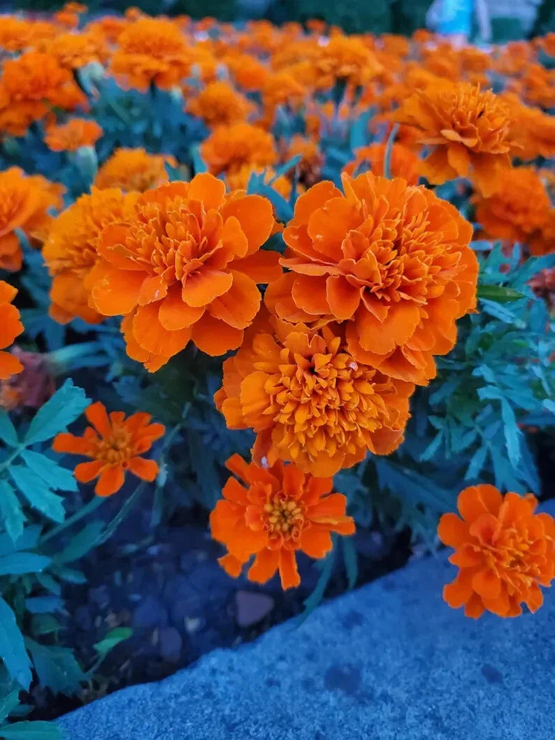 Dwarf Marigold Seeds - 100 Organic Gypsy Sunrise Seeds - Tagetes patula - USA Grown, Ships Free