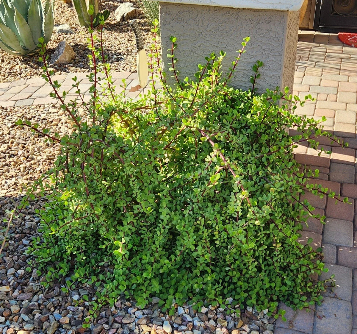 Live Succulent Cuttings Lot (5) - Portulacaria Afra "Mammoth" Elephant Plant - Easy Care, Drought Tolerant