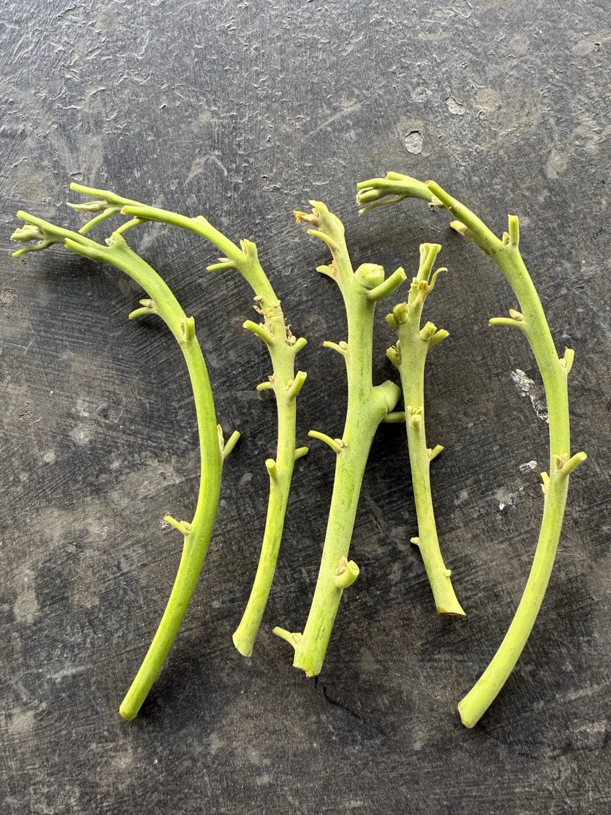 Lamb Hass Avocado Cuttings - 4 Grafting Scions - Persea americana