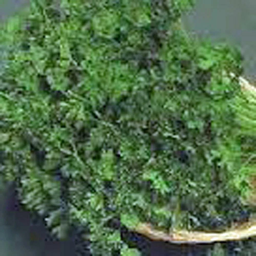 Parsley Seeds - Dark Green Italian Heirloom, Non-GMO, 50+ Seeds - Petroselinum crispum