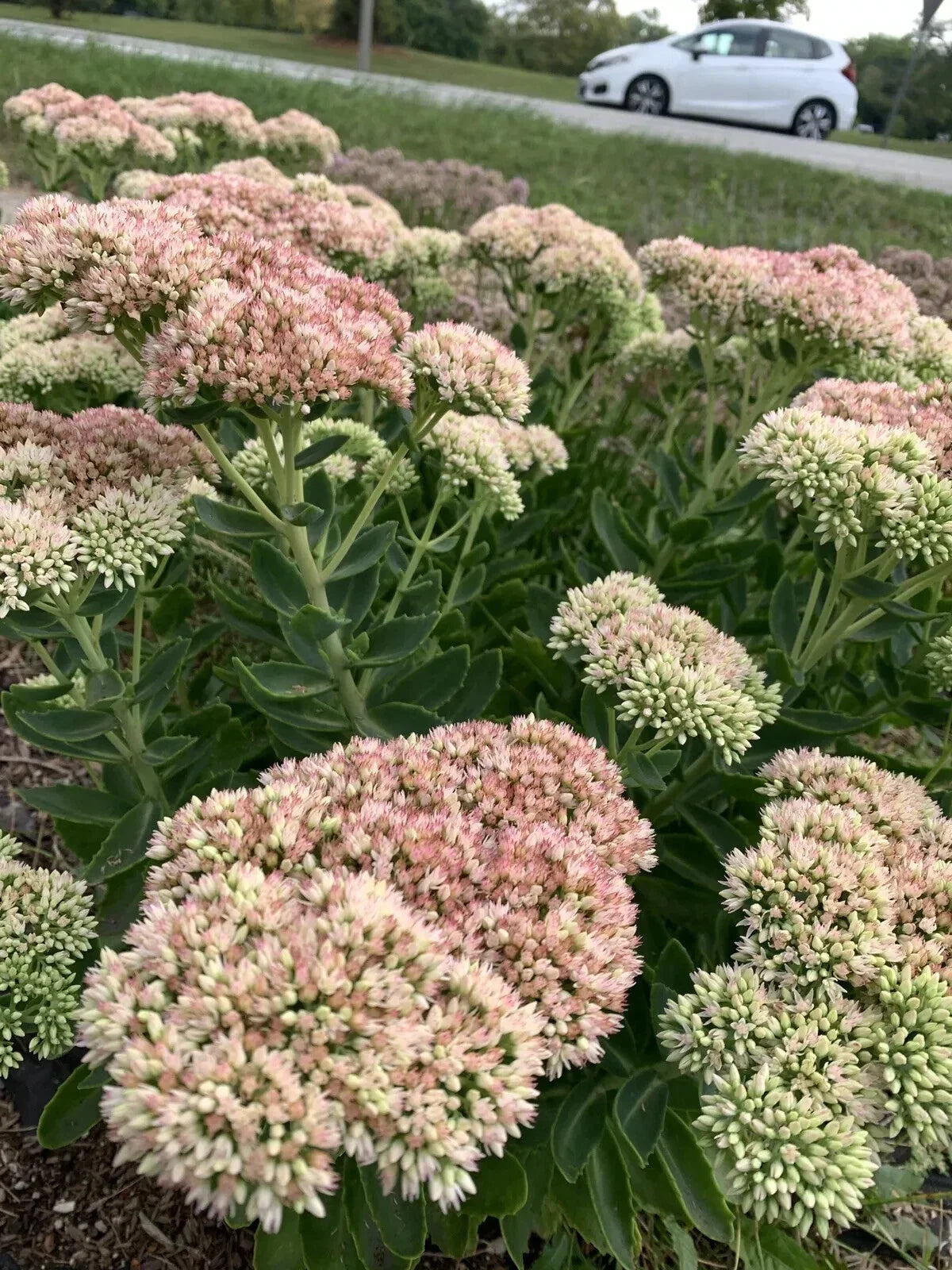 Sedum Autumn Joy Bare Root Plant - Pink Flowers - Attracts Bees - Sedum telephium 'Autumn Joy'