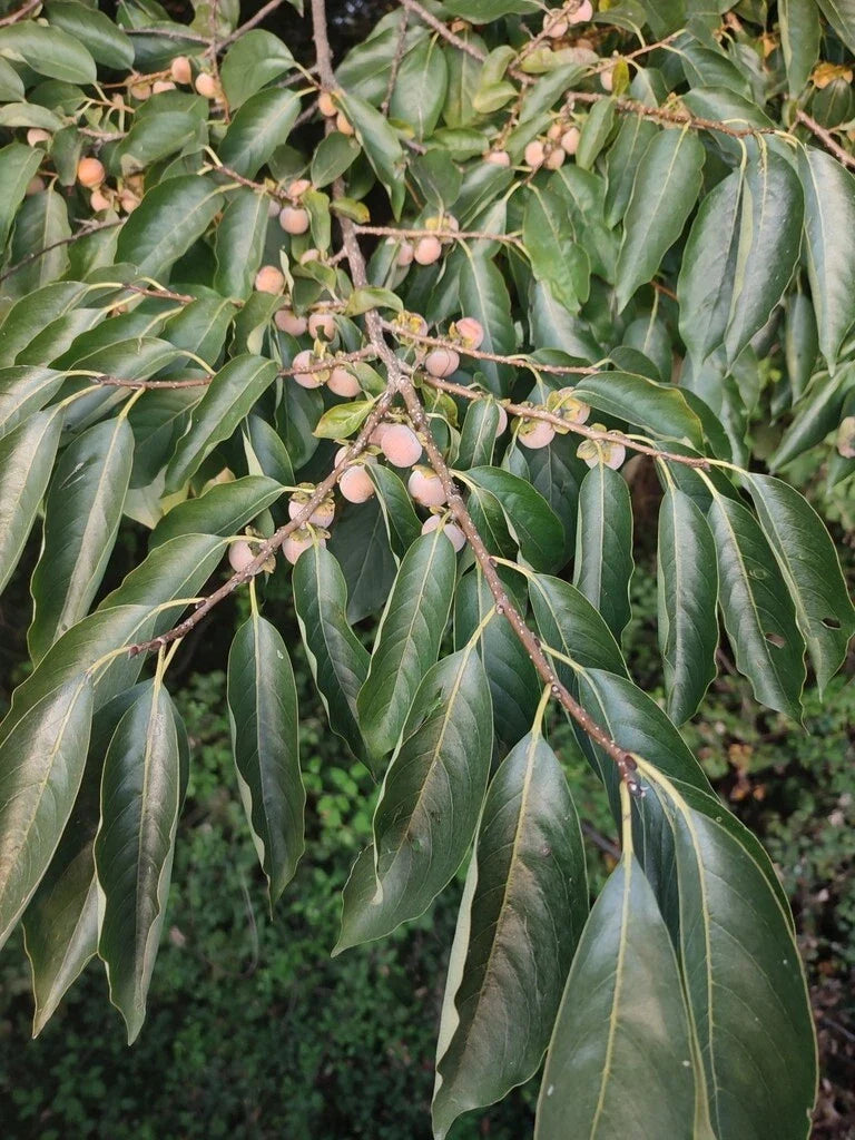 Date Plum Tree Seeds - 50 Count - Diospyros Lotus - Ideal for Planting and Gardening