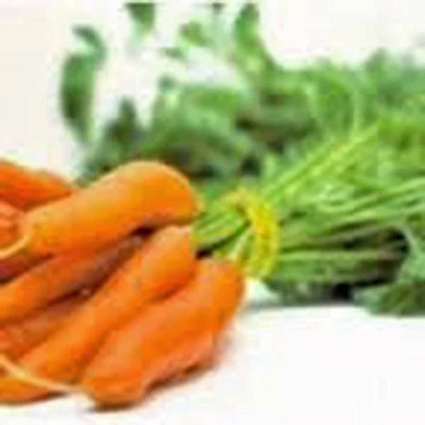 Non-GMO Carrot Seeds - Little Finger Variety, 20+ Seeds, Heirloom Carrots, Daucus carota
