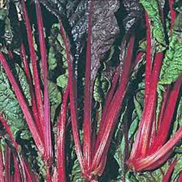 Swiss Chard Seeds - 500 Heirloom Ruby Red Non-GMO Seeds - Beta vulgaris subsp. cicla