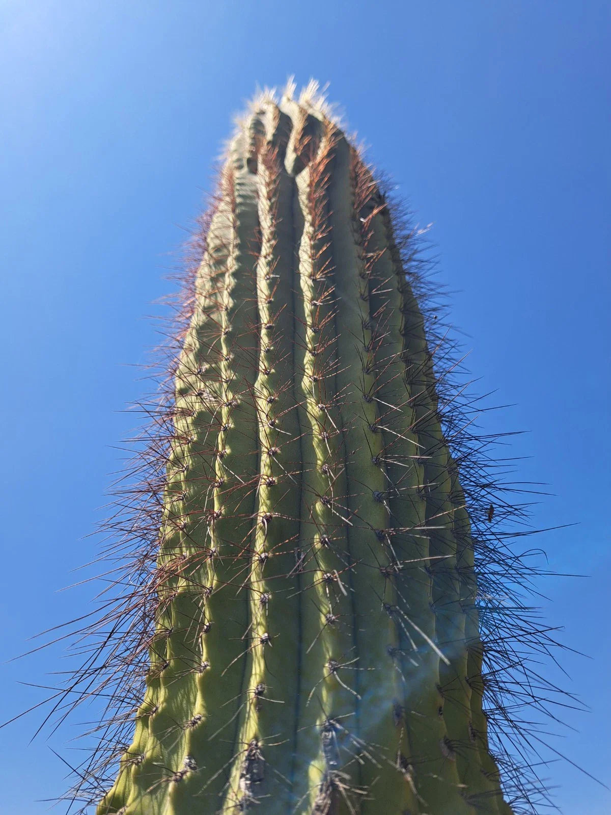 Cereus Leucostele Atacamensis Cactus Cutting 11" - Unique Desert Plant for Collection and Decoration