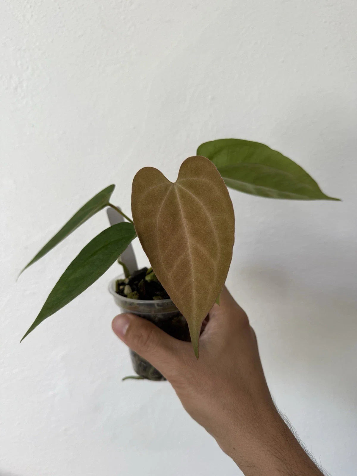 Anthurium Plant - Wide Velvet Leaf - Dark Phoenix X Indo Port X King of Spades - Unique Houseplant for Indoor Decor