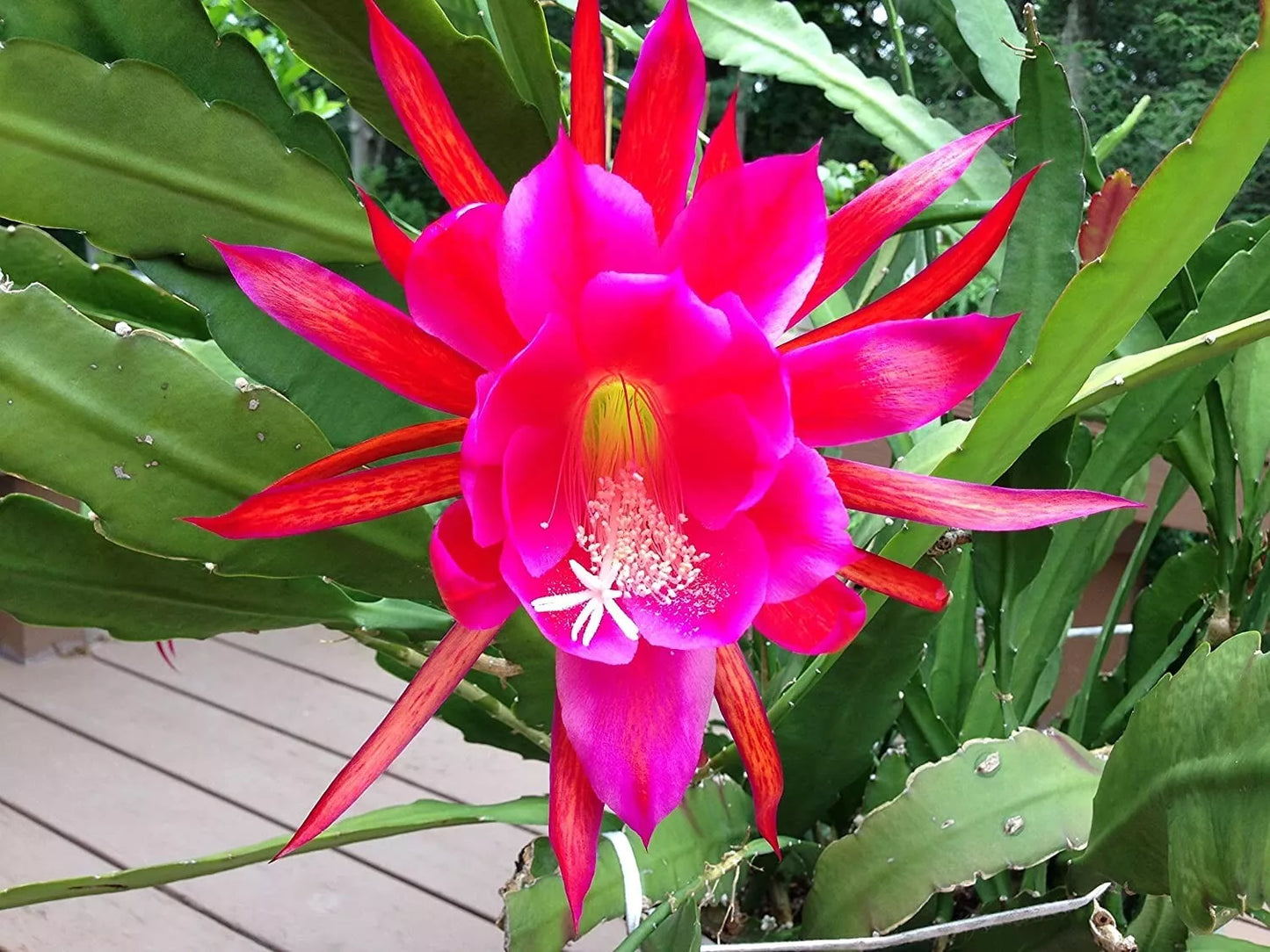 Rosy Swirl Orchid Cactus Cuttings - Two Fresh Epiphyllum Cuttings + Free Small Cutting Gift