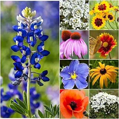 Texas Oklahoma Wildflower Seeds 2oz | Open Pollinated Annual & Perennial Mix | Native Wildflowers for Gardening