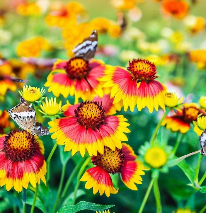 Gaillardia pulchella Flower Seeds, Indian Blanket Variety, Eye-Catching Colorful Bloom
