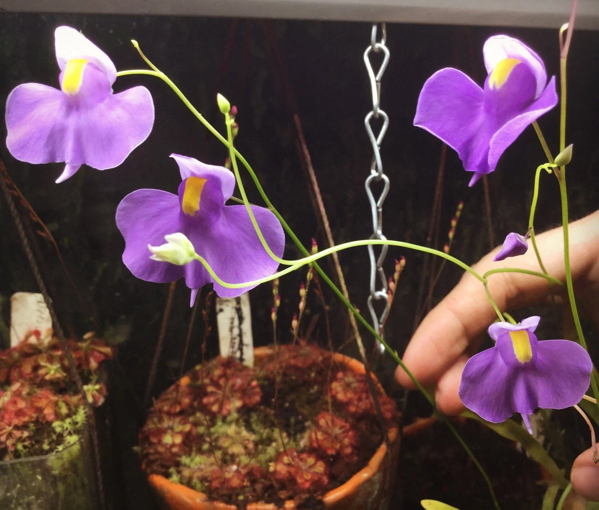 Utricularia longifolia Seeds, Tropical Carnivorous Bladderwort Plant, Flowering Bladderwort, Aquatic Plant Seeds
