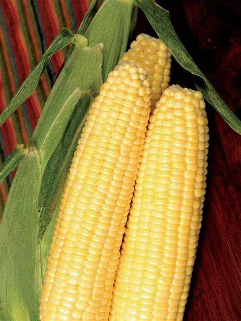 Early Sunglow Sweet Corn Seed - Fresh Bulk Seed (Zea mays) - Non-GMO, High Yield, Organic Gardening