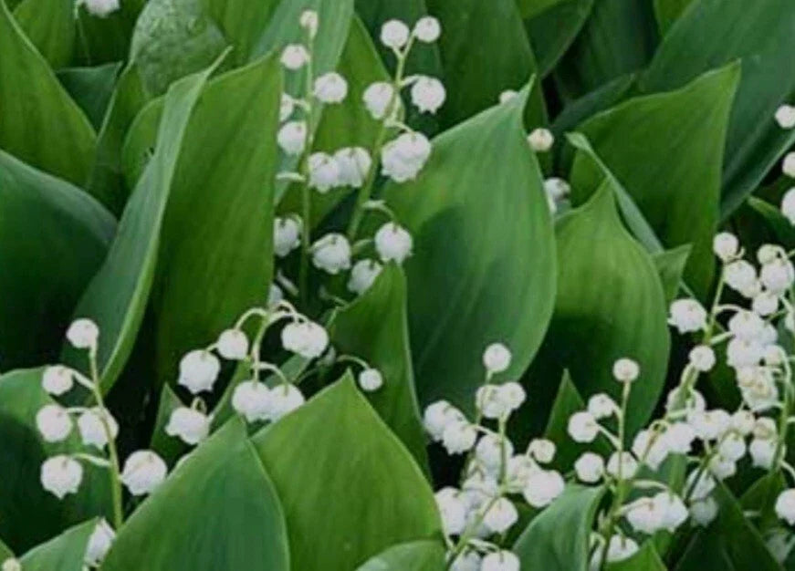 Lily-of-the-Valley Bareroot Plants, May Bells, Convallaria majalis - Hardy Perennial Ground Cover for Gardens